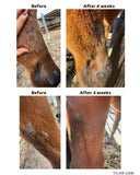Equine / Canine: Remedy Balm Stick